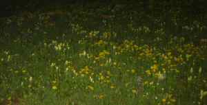 Field of wildflowers just before ascending the scree field on Grant Swamp Pass