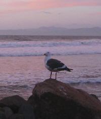 A Seagull watches sunset near Morro Rock
