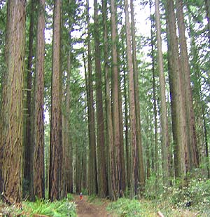 Redwoods