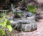 Snake on Wild Oak Trail. Photo: John Nelson