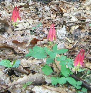 Columbines in White Oak Canyon