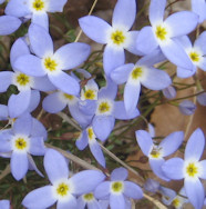 bluets