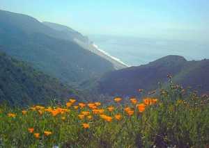 California Poppies and the Pacific Ocean from Pt. Mugu State Park